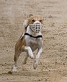 Basenji KSM Muenster 2014 (1010)